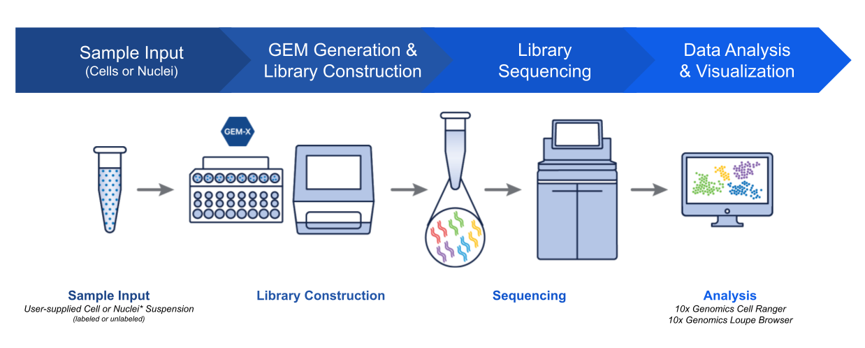 scRNAseq workflow