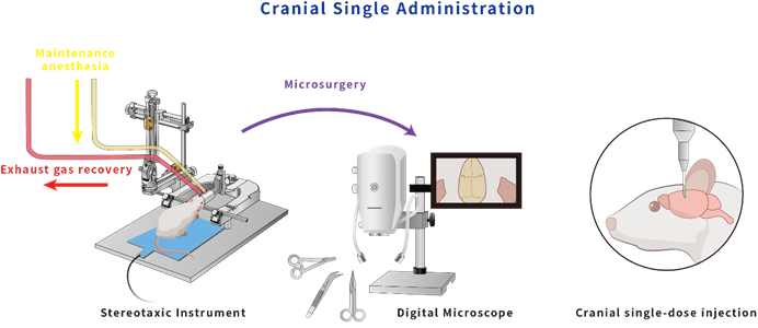 Stereotaxic intracranial injection surgery