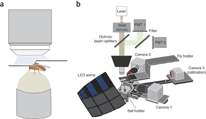 Two-photon calcium imaging diagram