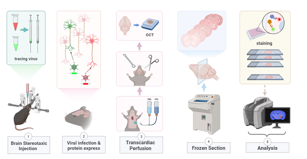Viral expressing workflow